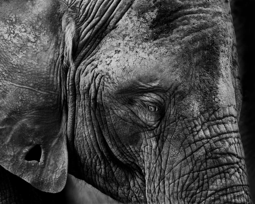 Wild Elephant Eye by François Audet — canvas wall art