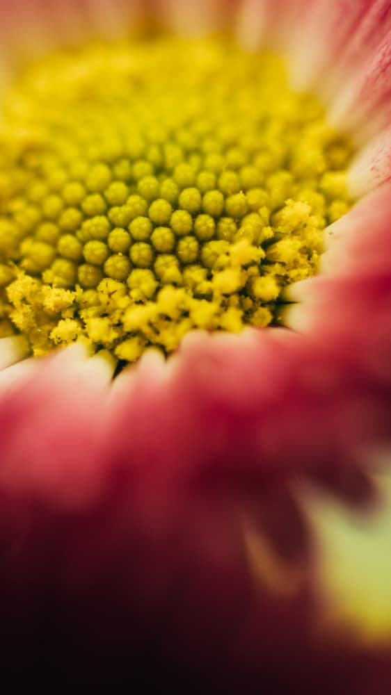 Vibrant Flower Macro by Javier Pardina — canvas wall art