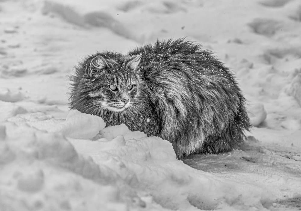Snowy Wildcat Gaze by Oana Vasileniuc — canvas wall art