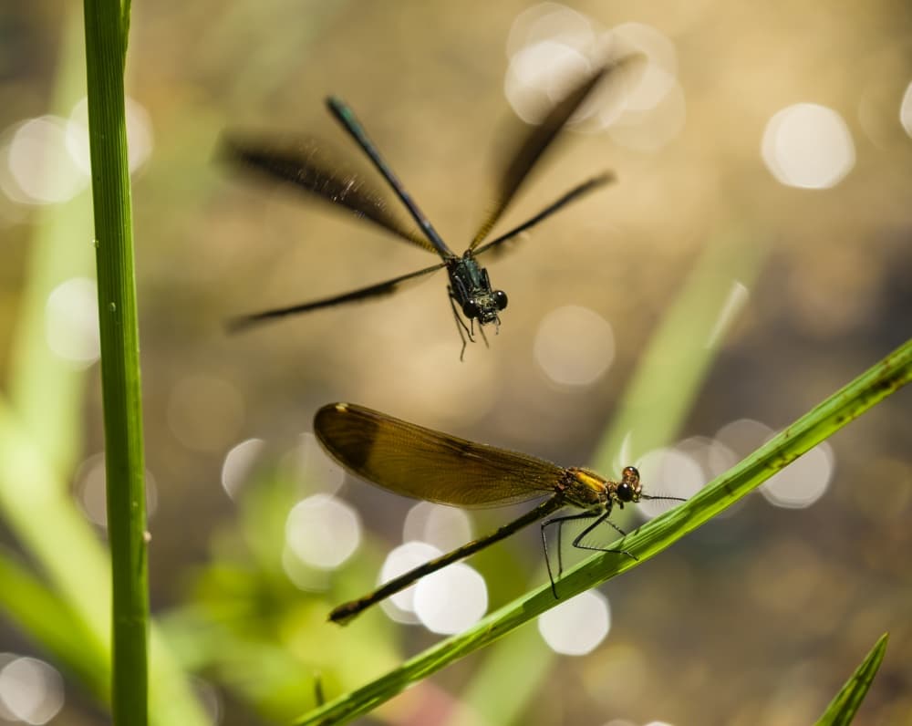 Damselflies at Water's Edge by Alessandro Zocchi — canvas wall art