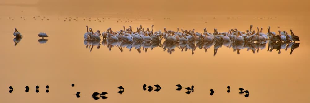 Golden Hour Pelicans by Yair Tzur — canvas wall art
