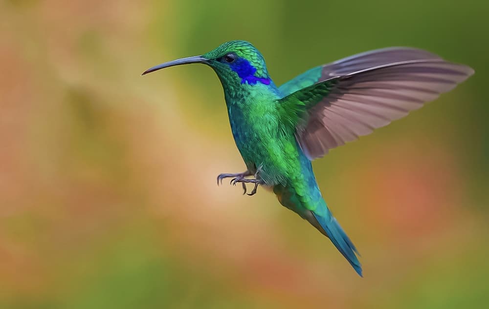 Emerald Hummingbird in Flight by David Manusevich — canvas wall art