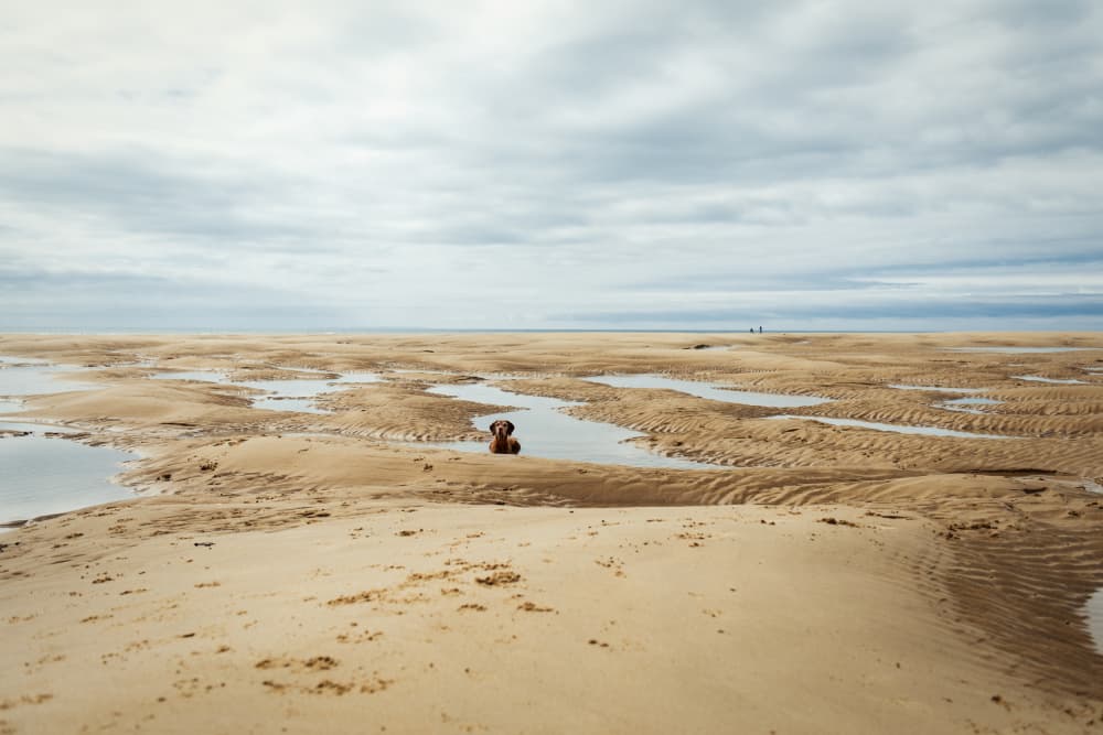 Little Dog Big Beach by Heike Willers — canvas wall art