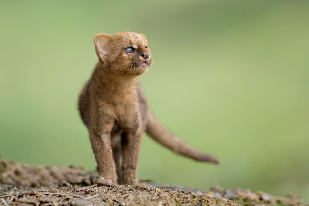 Curious Wild Cub by Lisandro PEREZ — canvas wall art