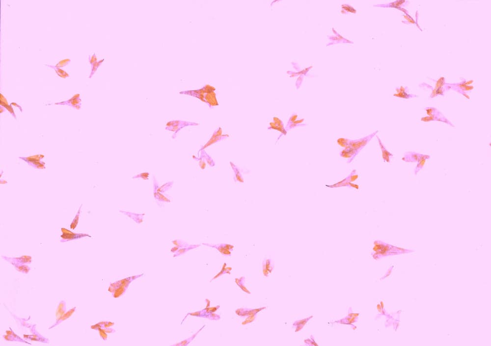 Pink Scattered Petals by Santhosh ch — canvas wall art