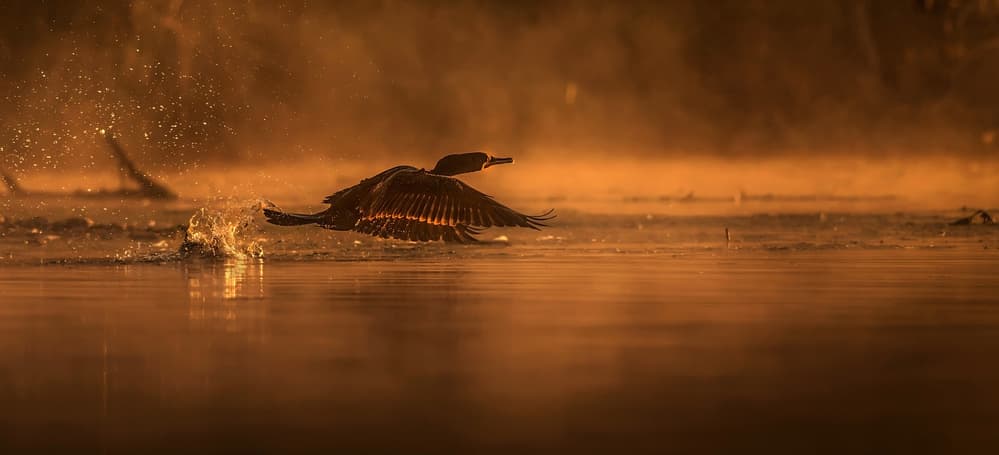 Golden Hour Takeoff by Susan Breau — canvas wall art