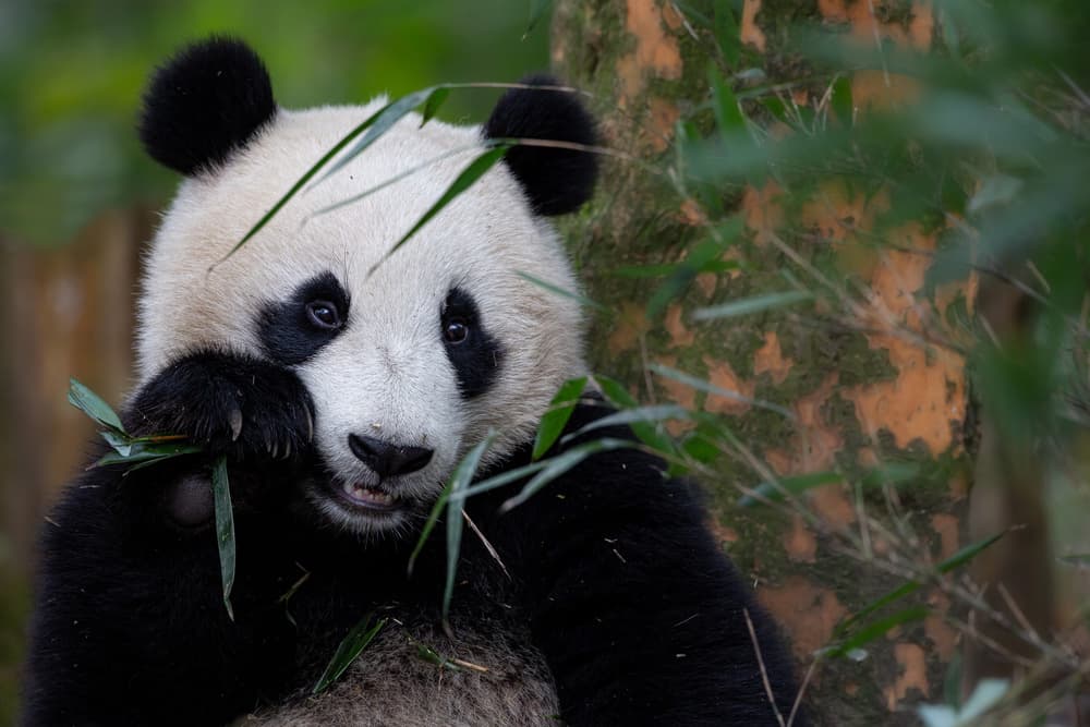 Panda Eating Bamboo by Alessandro Catta — canvas wall art
