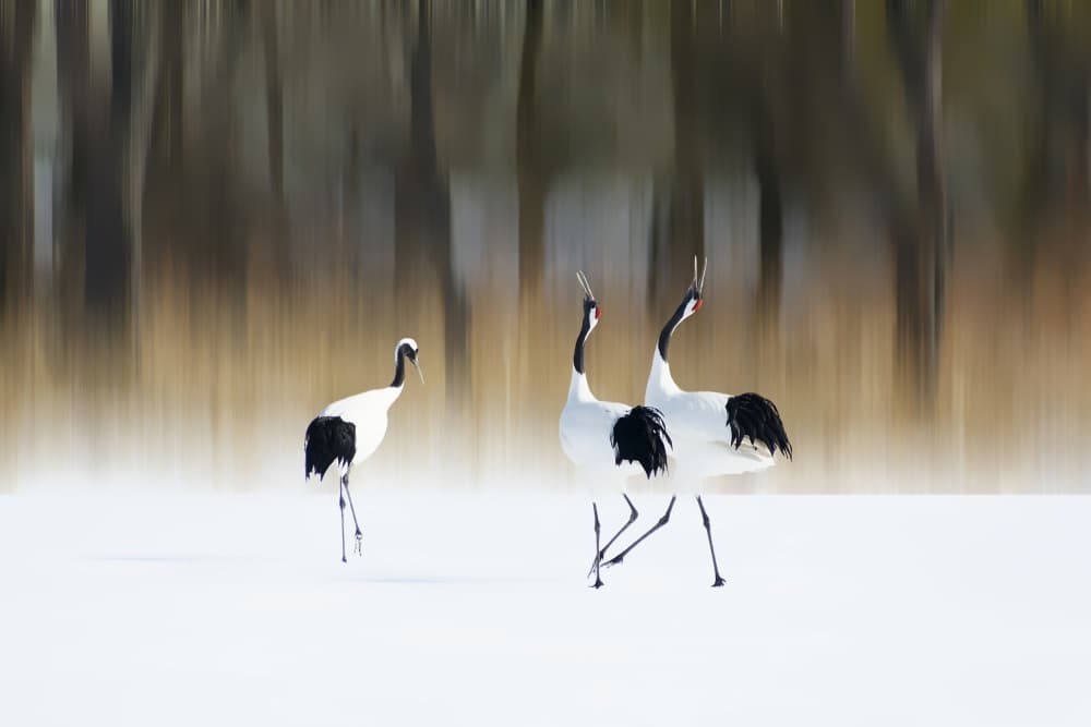Dancing Winter Cranes