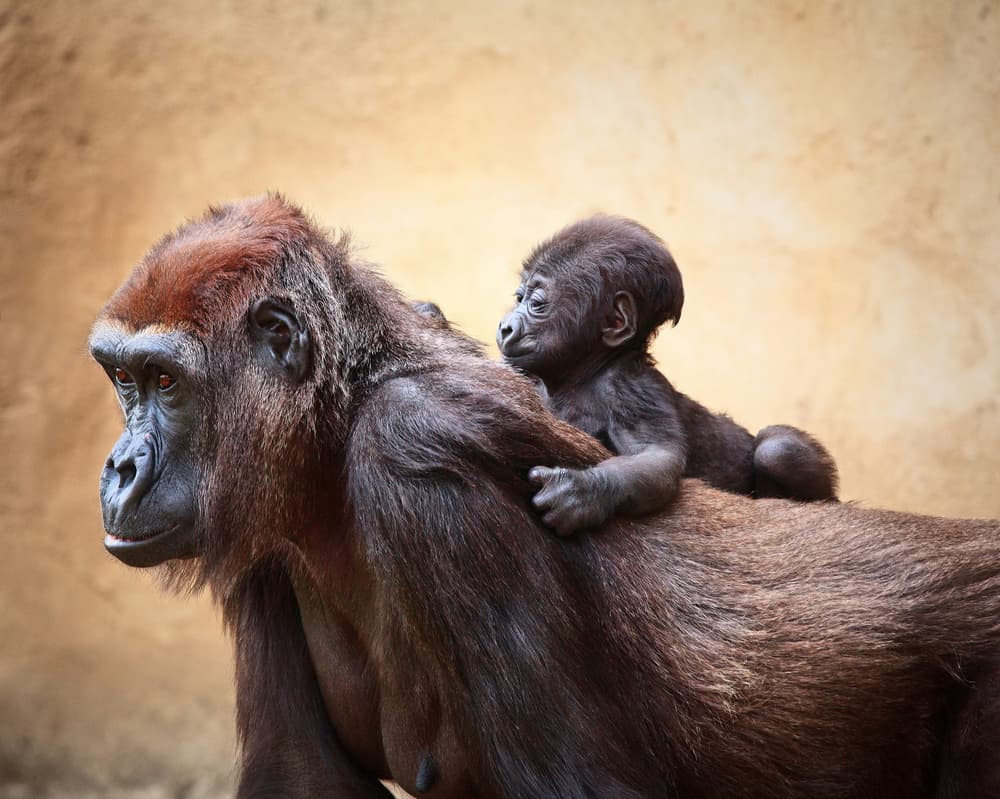 Gorilla Mother and Baby by Antje Wenner-Braun — canvas wall art