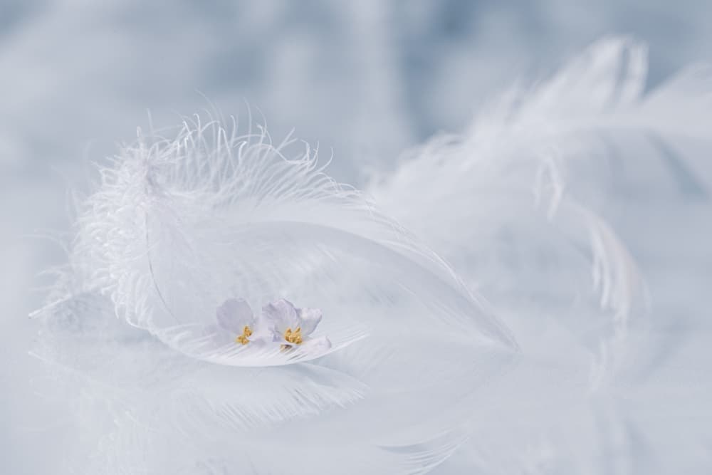Soft Feather Blossoms by Igor Kopcev — canvas wall art