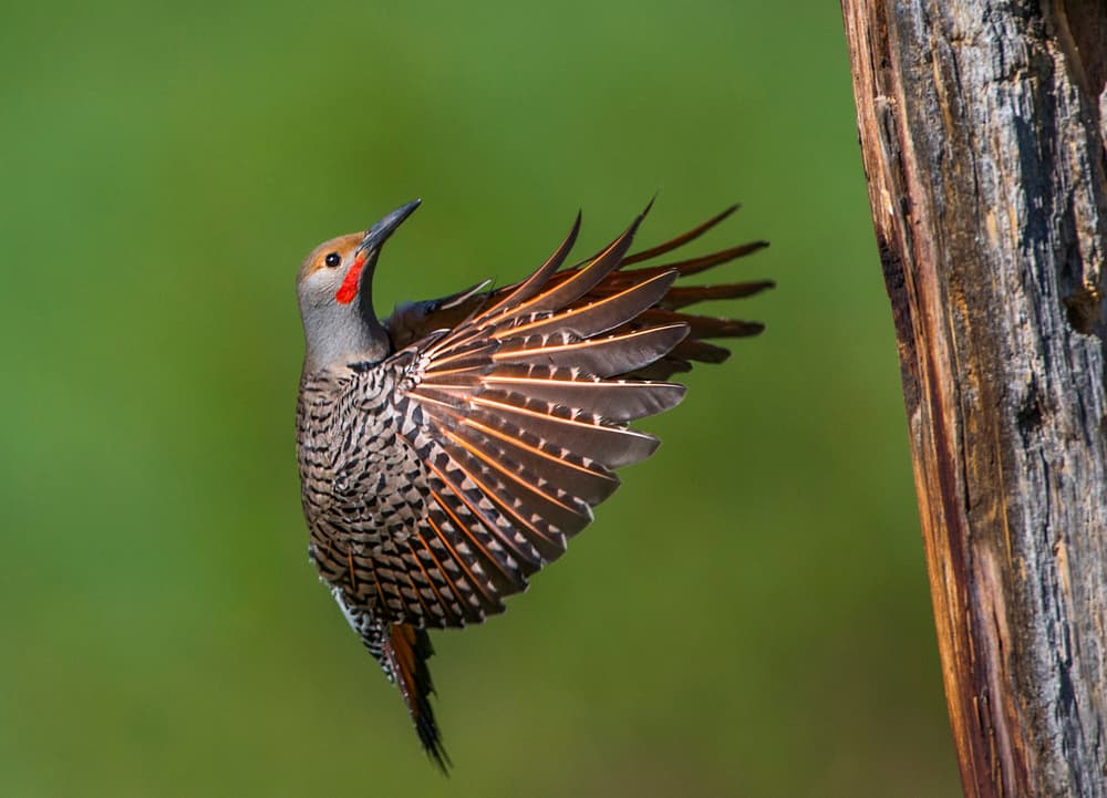 Northern Flicker In Flight by verdon — canvas wall art