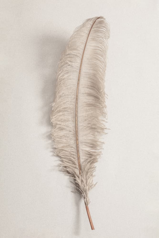 Delicate Light Feather by Pictufy Studio III — canvas wall art