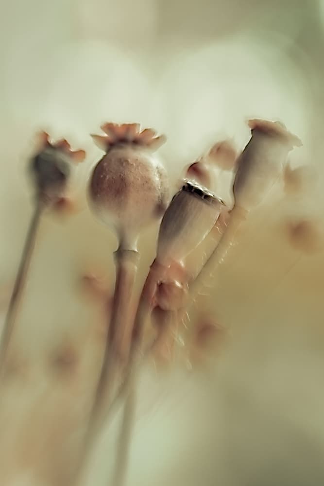 Seed stock by Nel Talen — canvas wall art