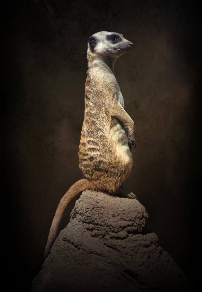 Watchful Meerkat Sentinel by Margaret Halaby — canvas wall art