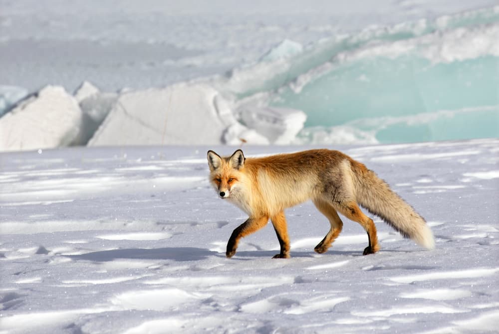 Winter Fox Walk by Libby Zhang — canvas wall art