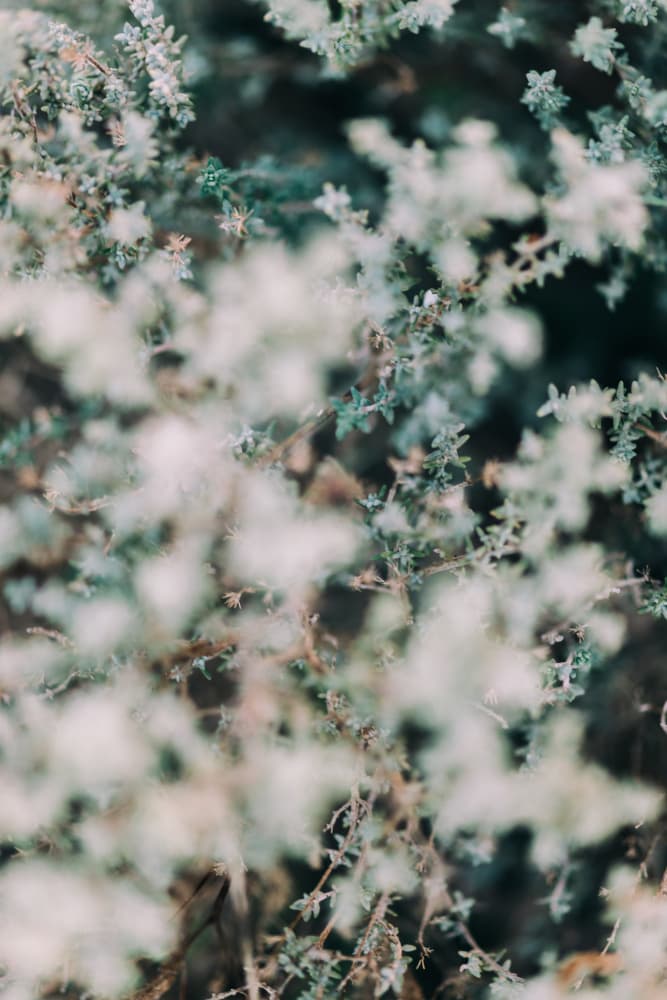 Soft Green Foliage by Javier Pardina — canvas wall art