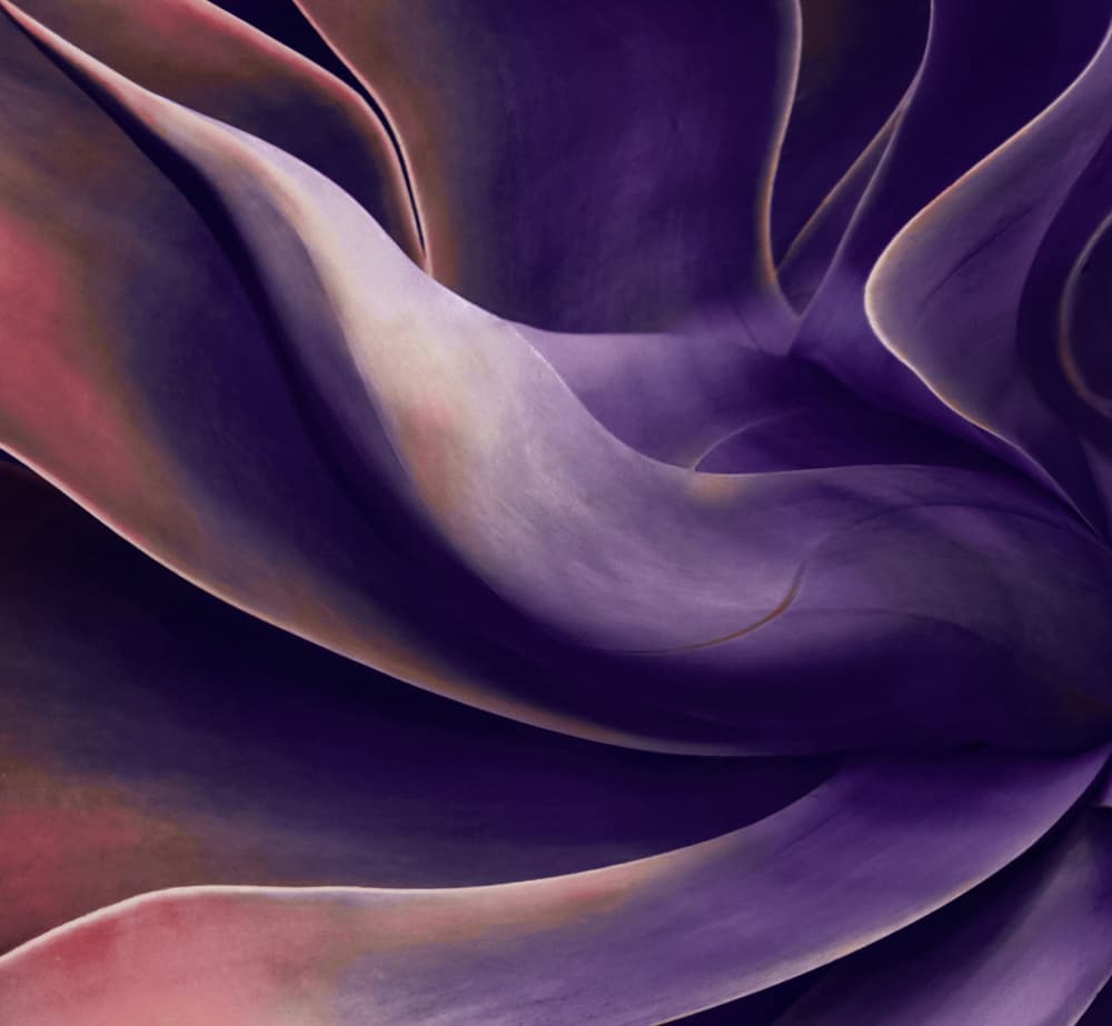 Purple Succulent Curves by Robin Wechsler — canvas wall art