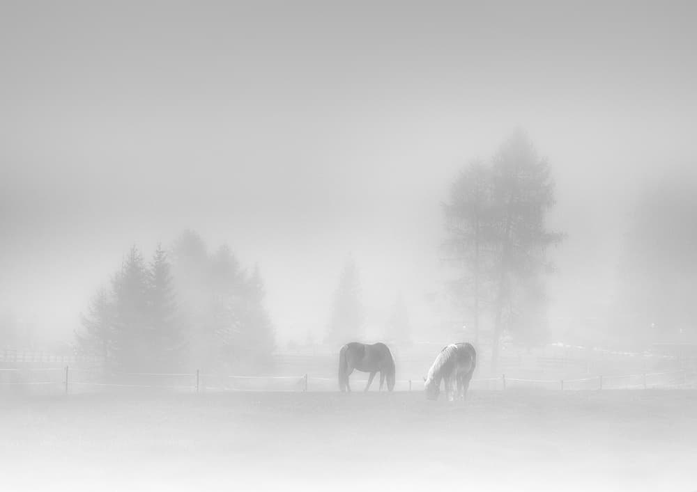 Misty Morning Horses by swapnil deshpande — canvas wall art