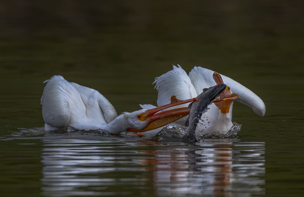 Pelican Catches Fish by Johnson Huang — canvas wall art