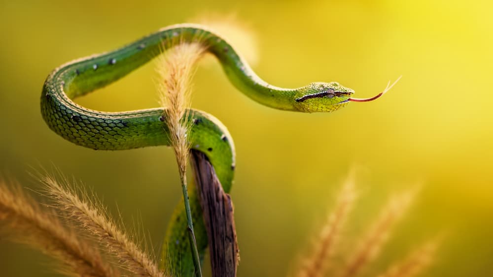 Green Snake Golden Light by Rooswandy Juniawan — canvas wall art
