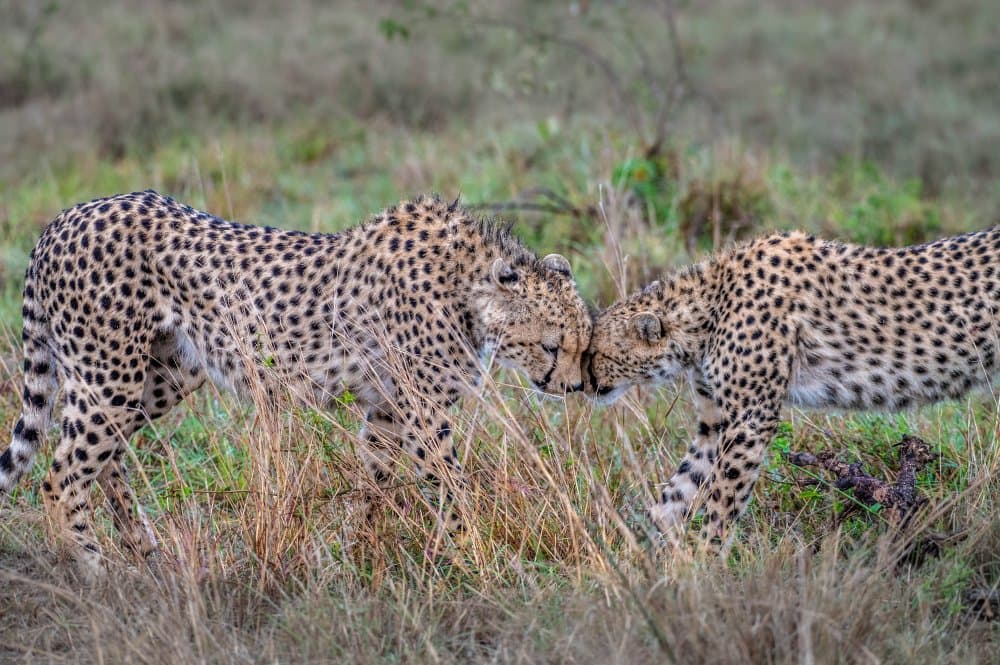 Cheetahs Loving Embrace by Ronen Rosenblatt — canvas wall art