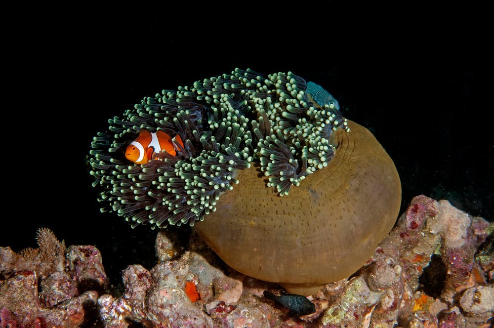 Vibrant Clownfish Anemone by Ilan Ben Tov — canvas wall art