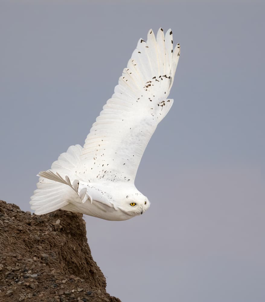 Snowy Owl in Flight by Yunqiang Li — canvas wall art