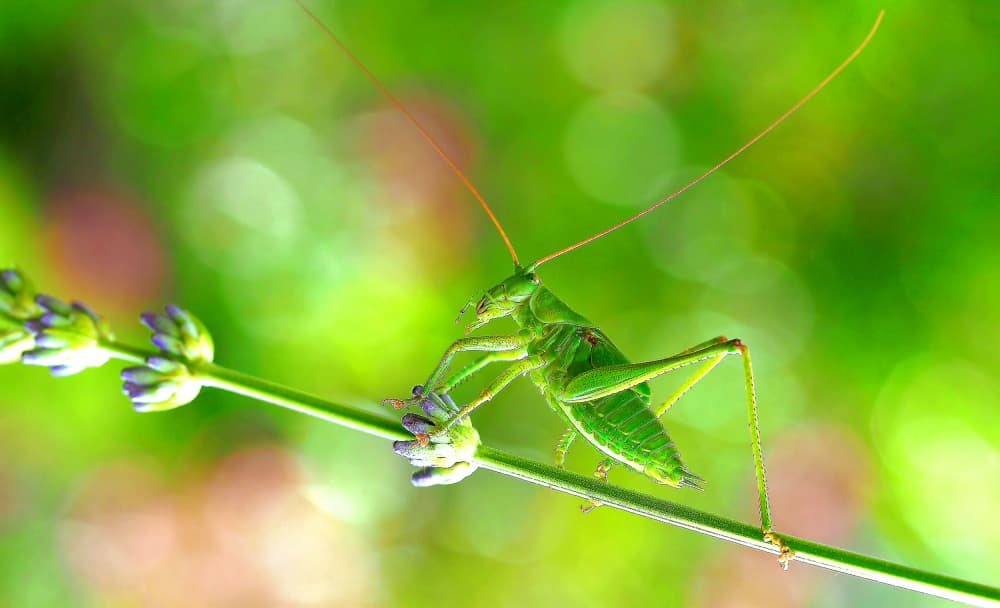 Green Grasshopper on Lavender by Thierry Dufour — canvas wall art