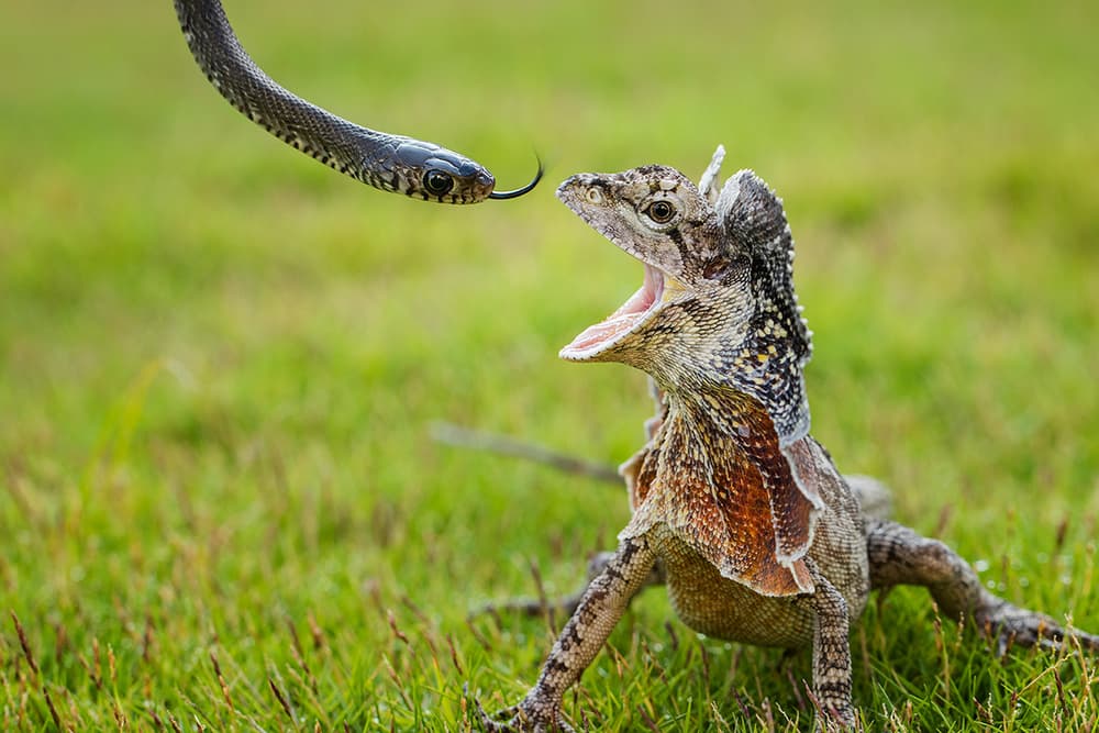 Frilled Lizard Snake Standoff by Hendy Mp — canvas wall art