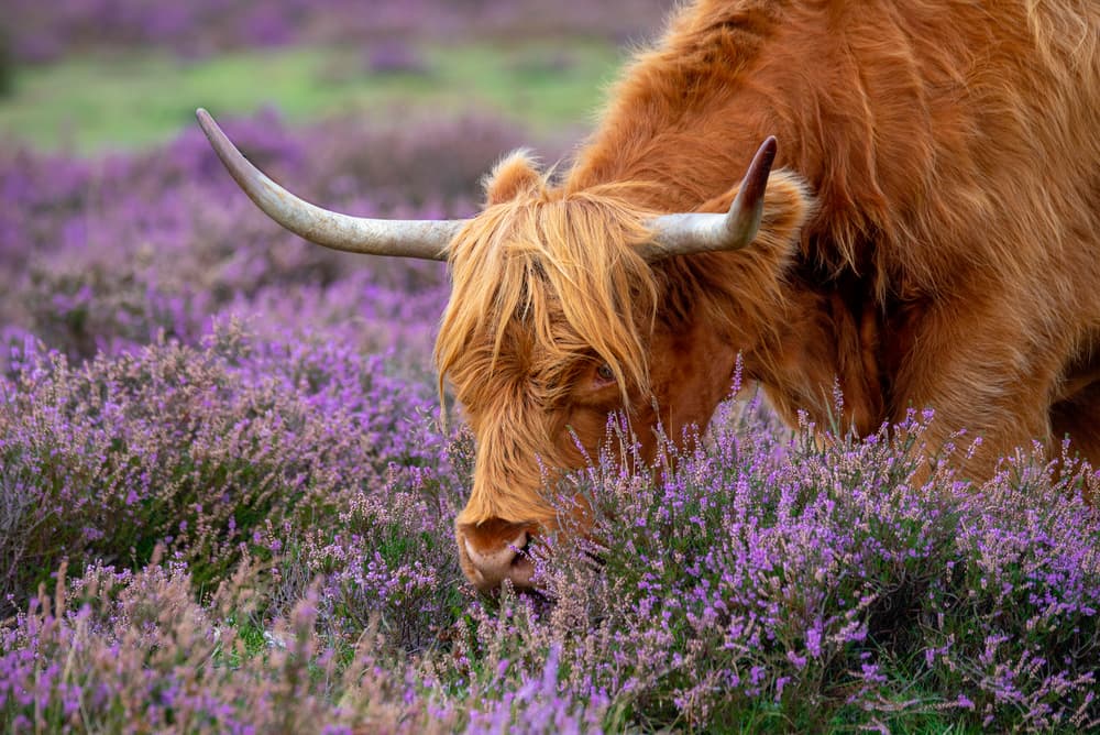 Highland Cow in Heather by Jacky Parker — canvas wall art