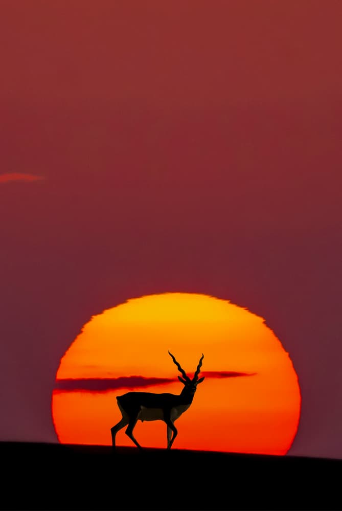 Blackbuck Sunset Silhouette by Abdul Saleem — canvas wall art