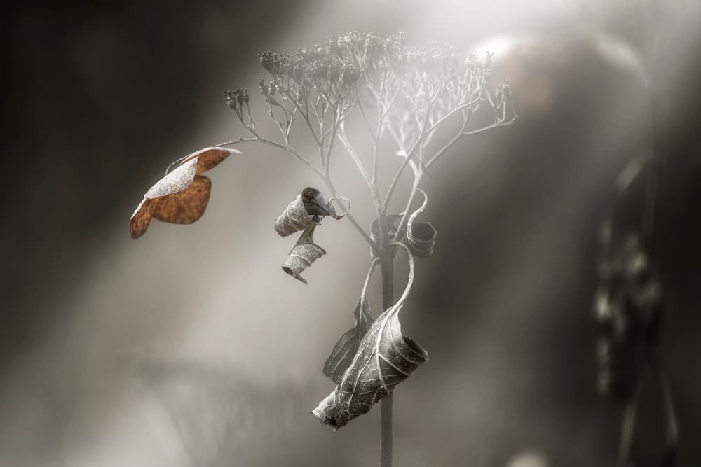Misty Dried Leaves by Takashi Suzuki — canvas wall art