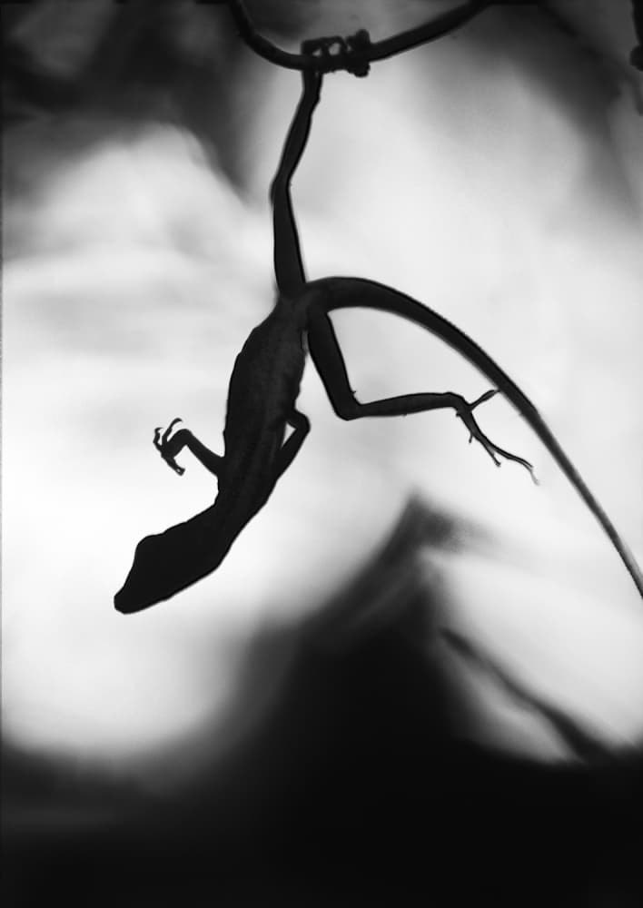 Hanging Lizard Silhouette by Thomas Haney — canvas wall art