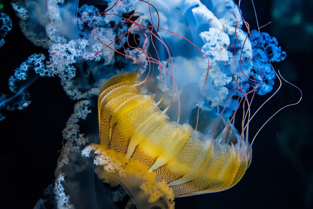 Vibrant Jellyfish Movement by Renata Łacina — canvas wall art