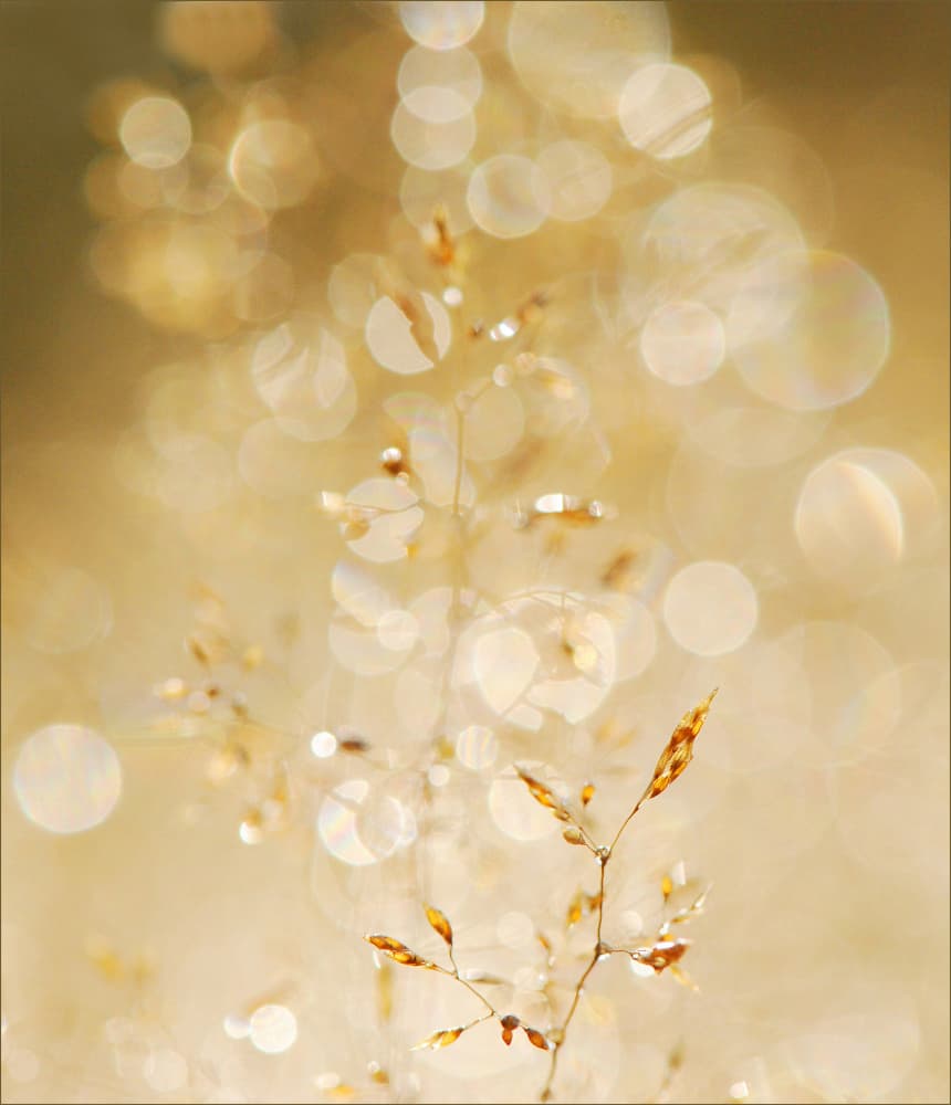 Golden Dew Drops by Huib Limberg — canvas wall art