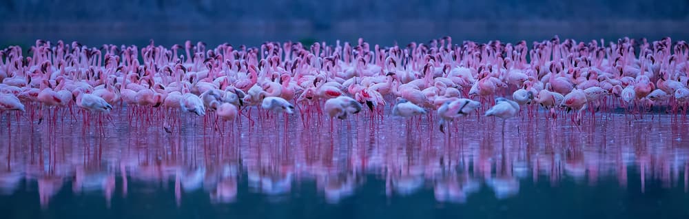 Pink Flamingo Reflections by David Hua — canvas wall art