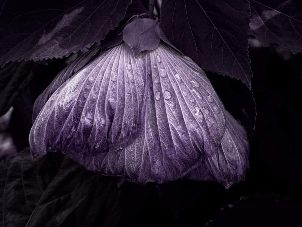 Purple Dewdrop Bloom by annehedelin — canvas wall art
