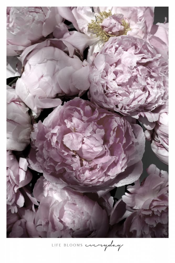 Soft Pink Peonies by Rosana Laiz Blursbyai — canvas wall art