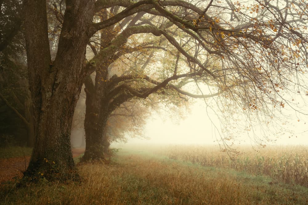 Foggy Autumn Trees