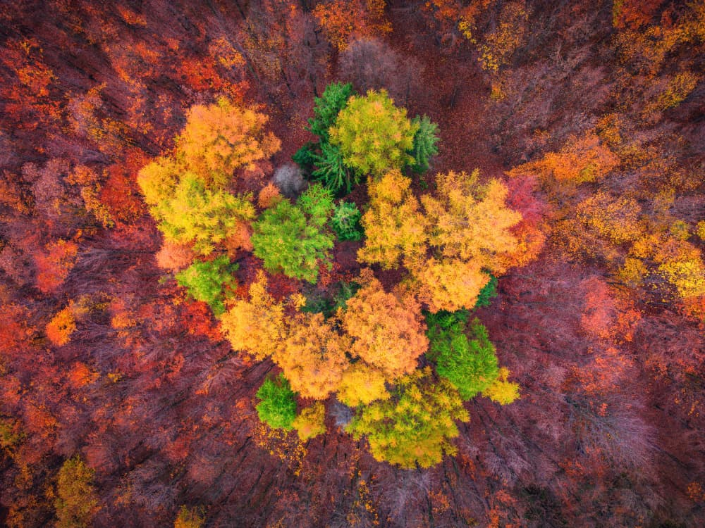 Vibrant Autumn Forest Canopy by Pali Gerec — canvas wall art
