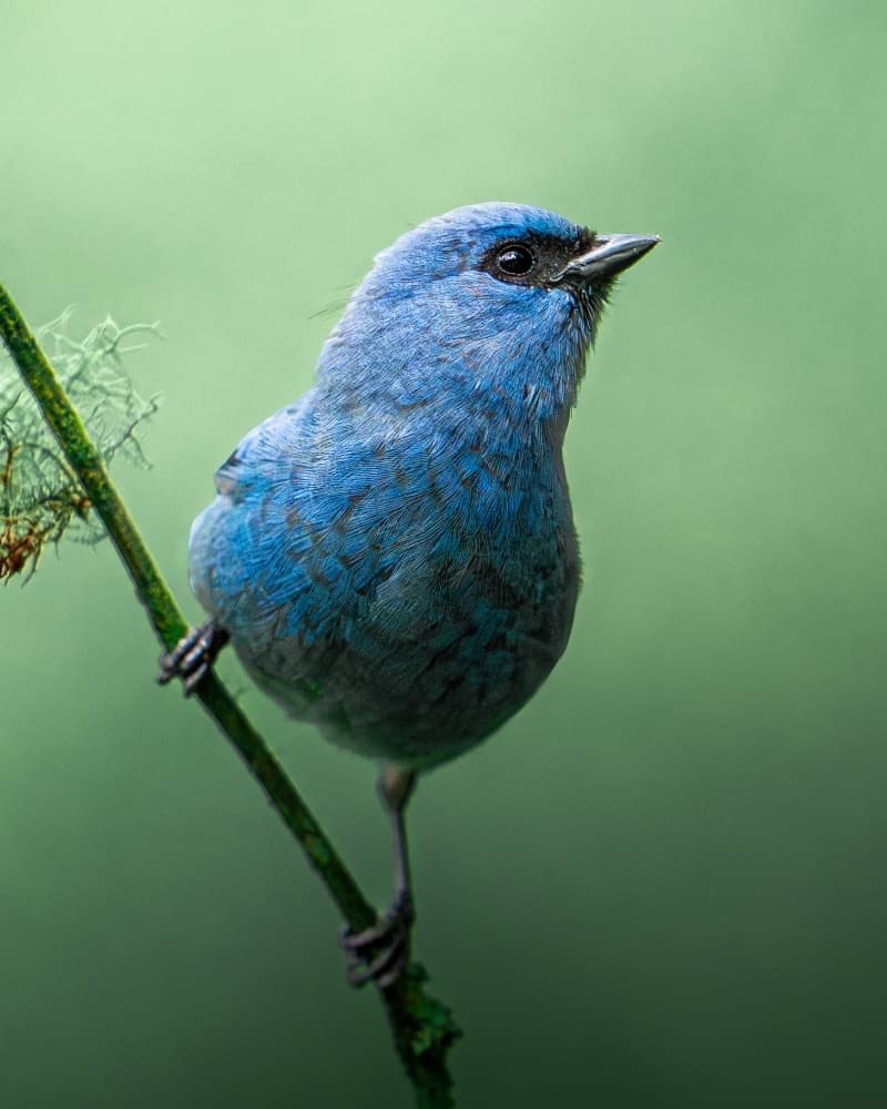  Blue-and-black Tanager by Lisandro PEREZ — canvas wall art