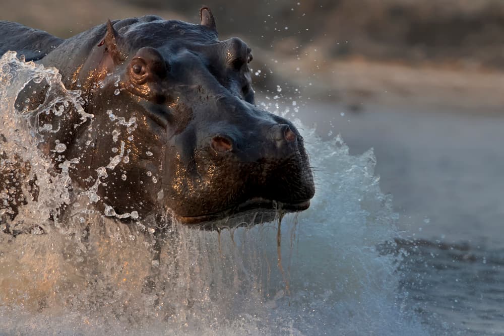 Powerful Hippo Splash by Phillip Chang — canvas wall art