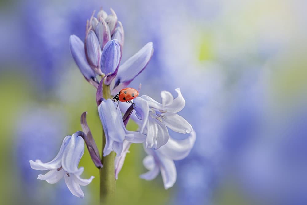 Gentle Bluebell Ladybug by Jacky Parker — canvas wall art