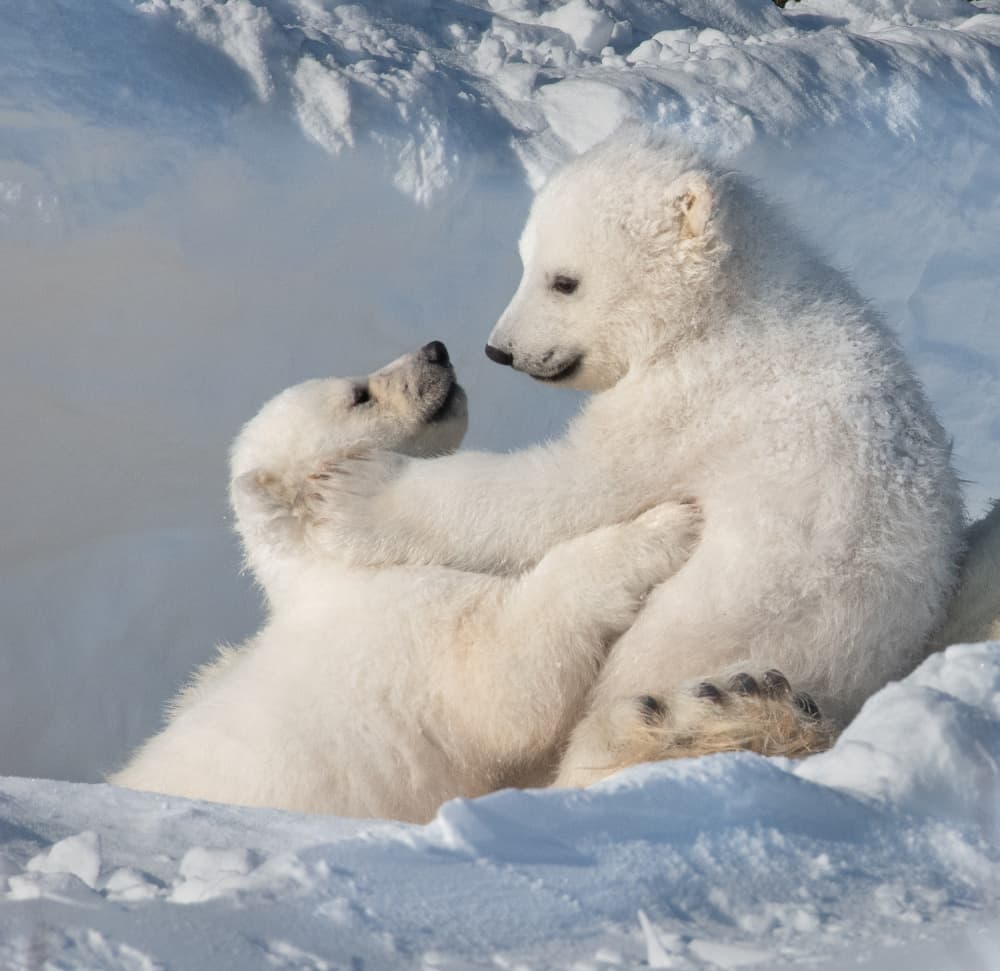 Playful Polar Bear Cubs by Liwen Tao — canvas wall art