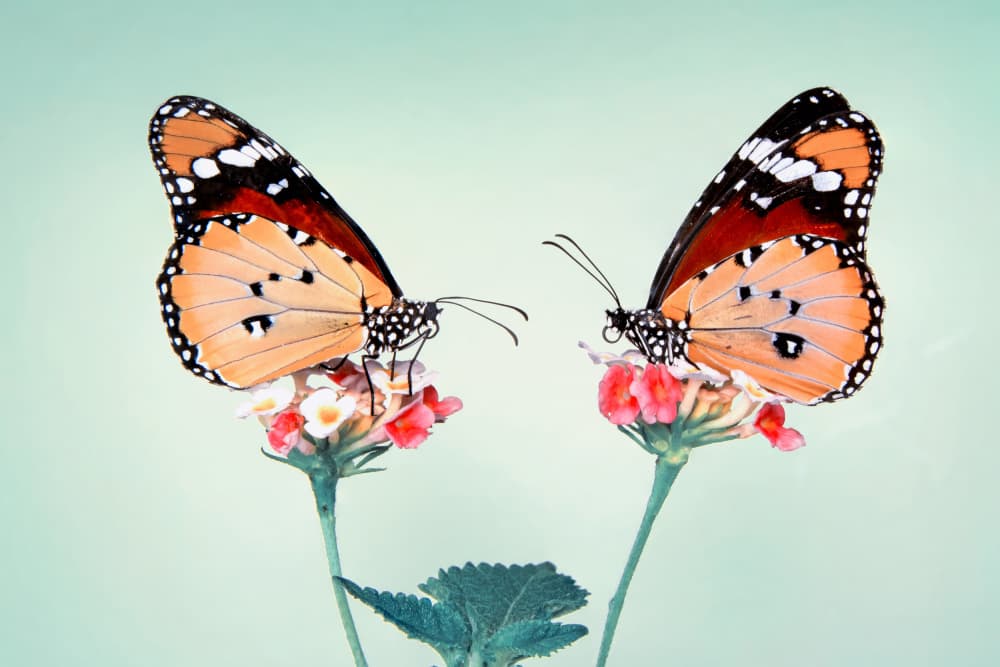 Orange Butterflies on Blooms by Mustafa öztürk — canvas wall art