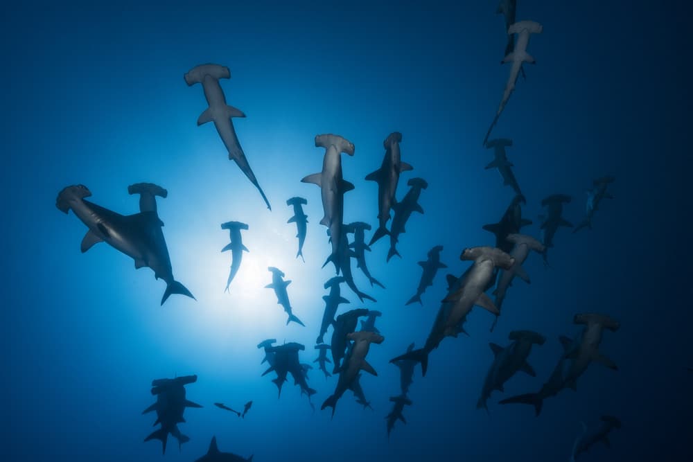 Hammerhead School by Barathieu Gabriel — canvas wall art