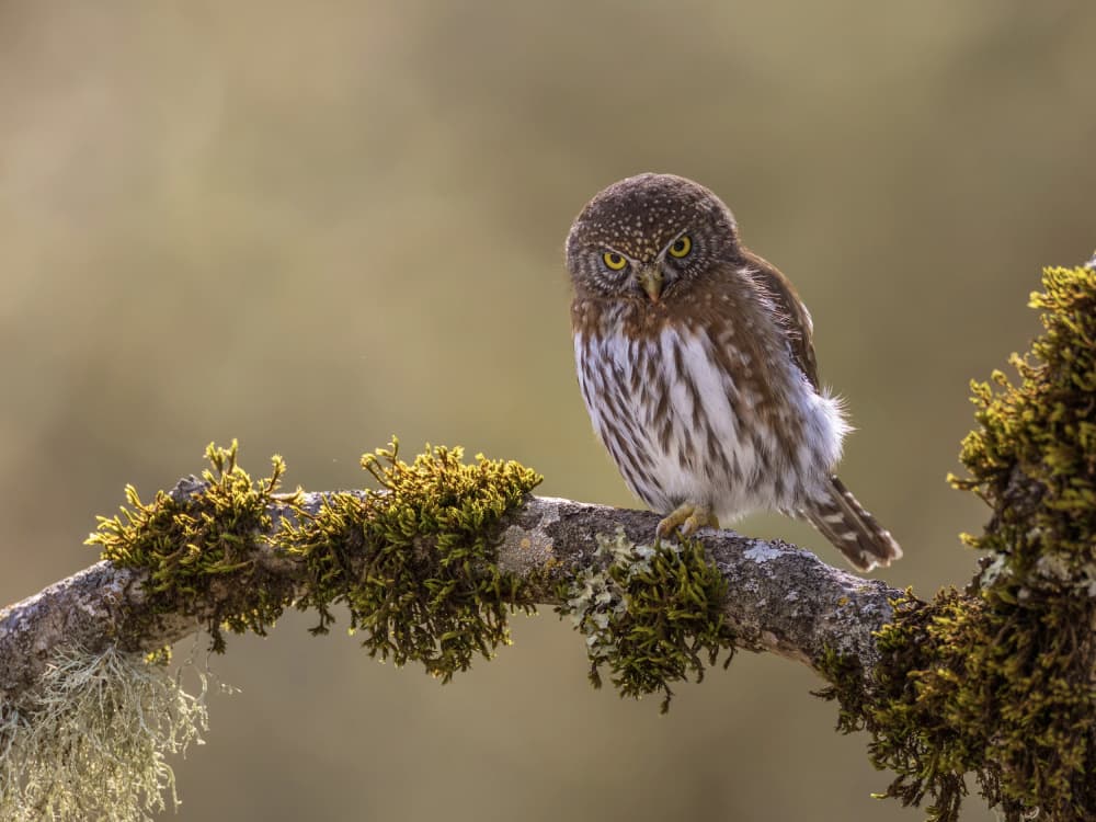 Watchful Little Owl by Taksing (吉星高照) — canvas wall art
