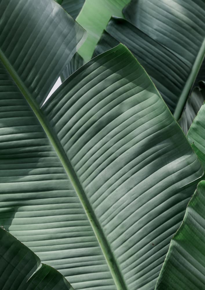 Verdant Leaf Waves by Shot by Clint — canvas wall art