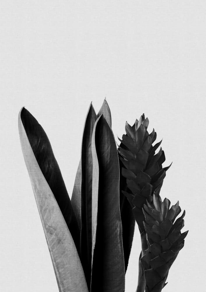 Monochrome Tropical Foliage by Orara Studio — canvas wall art