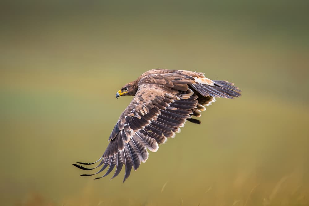 Majestic Eagle Soaring by C. Mei — canvas wall art